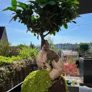 Atelier découverte Kokedama à Louveciennes (78)