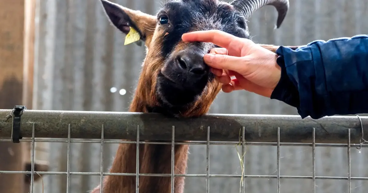 Atelier découverte : La magie des naissances des chevreaux
