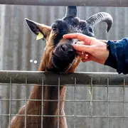 Atelier découverte : La magie des naissances des chevreaux