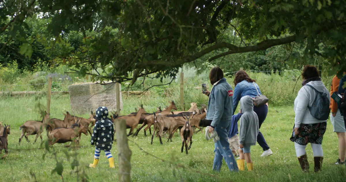Atelier découverte : les animaux de la ferme