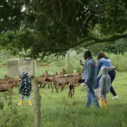 Atelier découverte : les animaux de la ferme