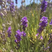 Atelier découverte : Séance aromarelax