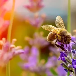Atelier Découvrir & Cohabiter Avec Les Petites Bêtes Au Jardin