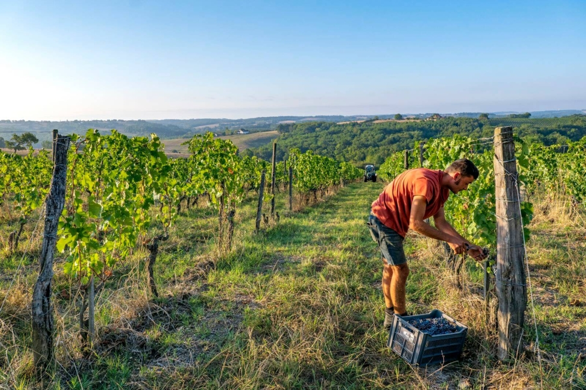 Atelier dégustation : Vallée de la Garonne et affluents