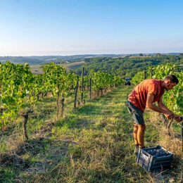 Atelier dégustation : Vallée de la Garonne et affluents