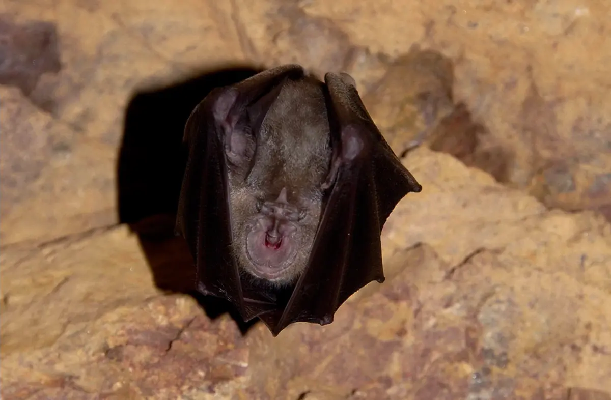 Atelier  Des Bâtisseurs : Un Abri Pour Nos Amies Ailées