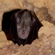 Atelier  Des Bâtisseurs : Un Abri Pour Nos Amies Ailées