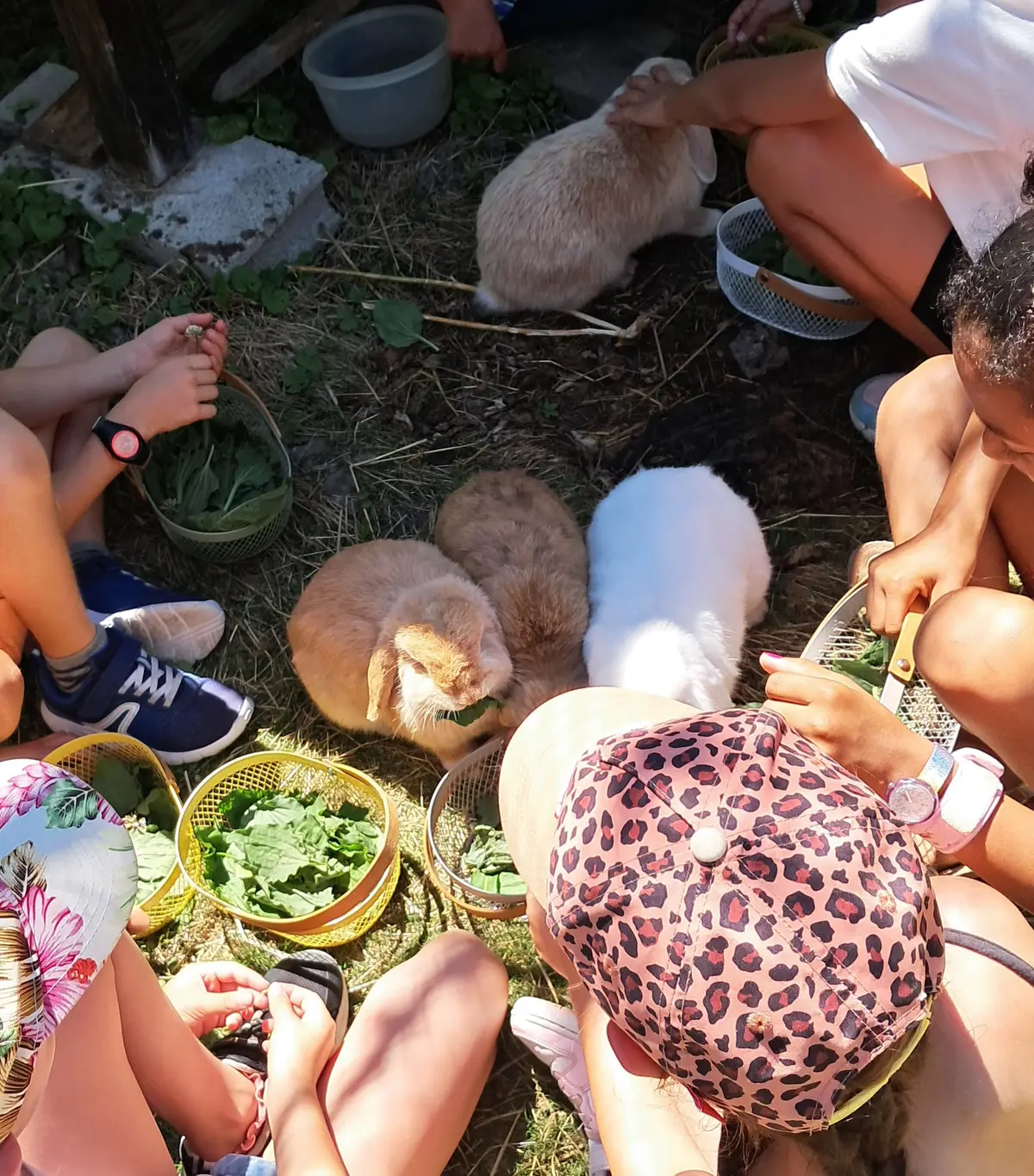 Atelier des p'tits curieux : Immersion à la ferme : à la découverte du plantain