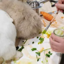 Atelier des p'tits curieux : Immersion à la ferme : Une palette de couleur pour les lapins et cochons d'Inde!!