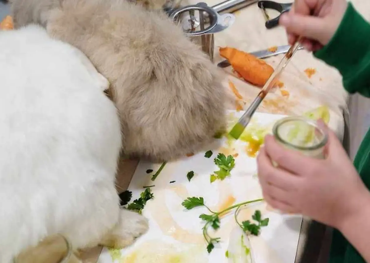 Atelier des p'tits curieux : Immersion à la ferme : Une palette de couleur pour les lapins et cochons d'Inde!!