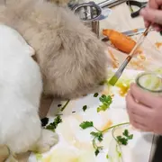 Atelier des p'tits curieux : Immersion à la ferme : Une palette de couleur pour les lapins et cochons d'Inde!!