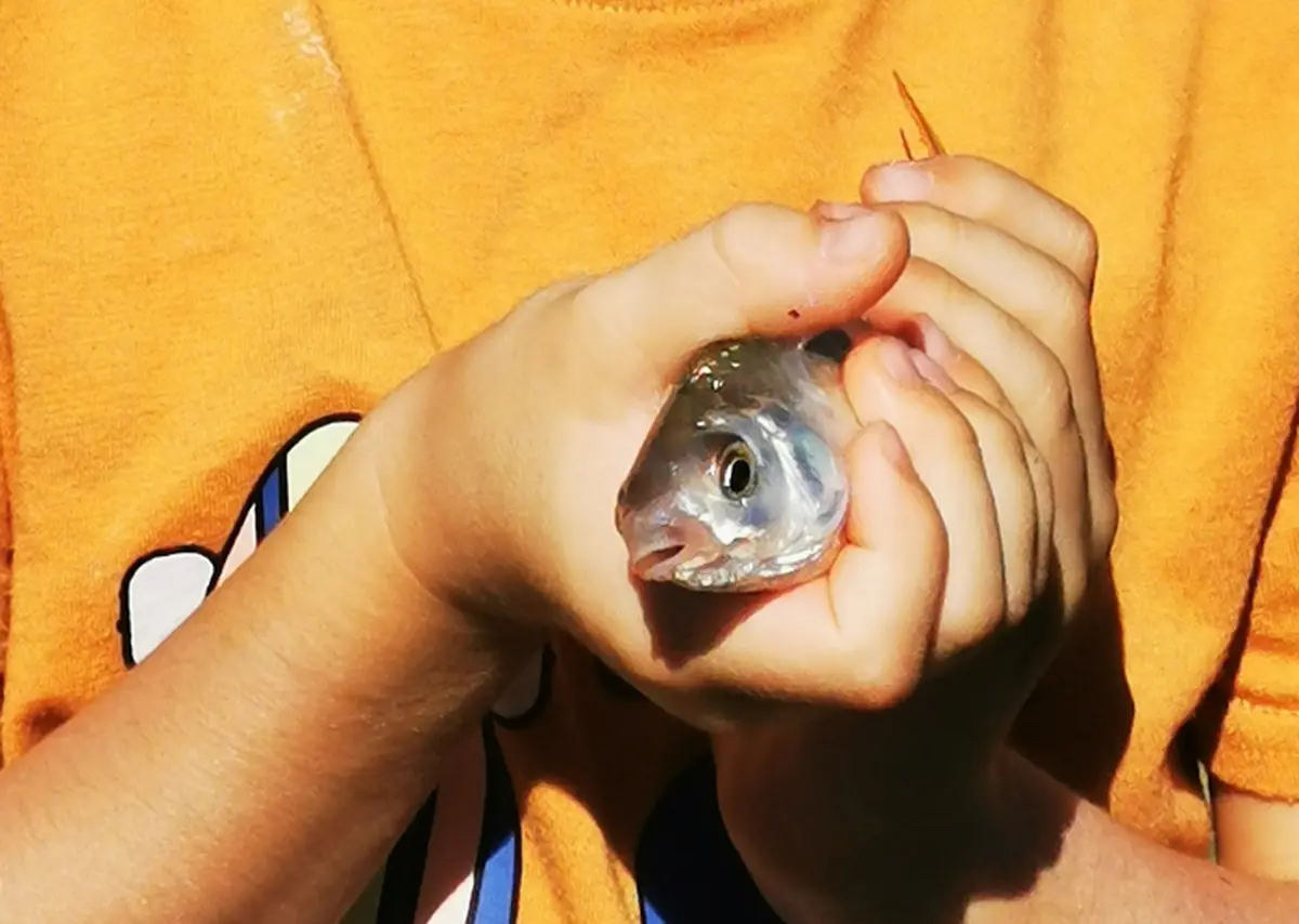 Atelier des p'tits curieux Initiation pêche au bouchon