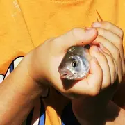 Atelier des p'tits curieux Initiation pêche au bouchon