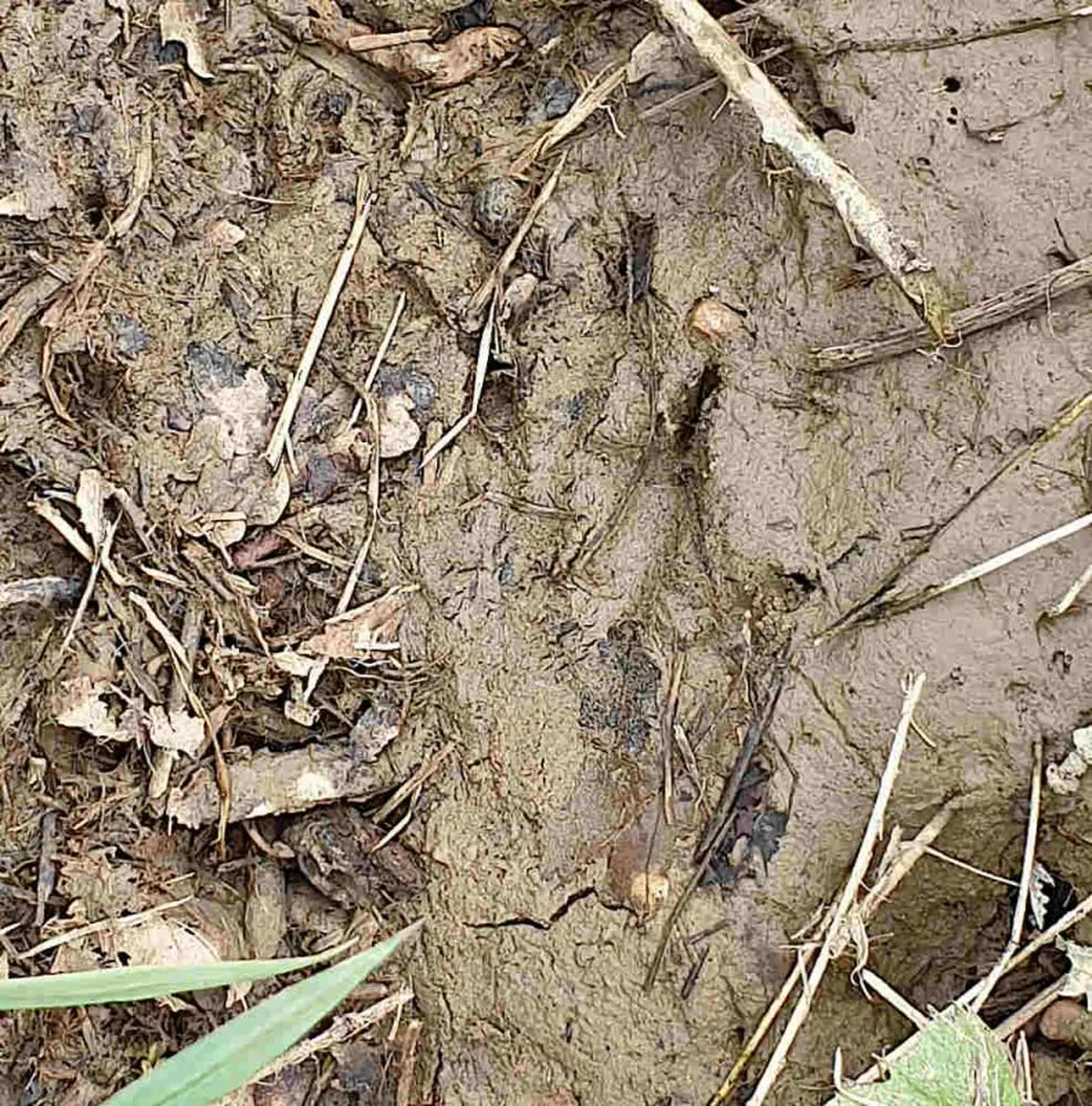 Atelier des p'tits curieux Traces et Empreintes