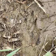 Atelier des p'tits curieux Traces et Empreintes