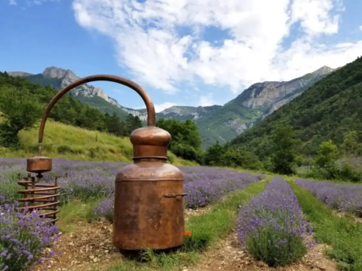Atelier distillation de lavande à Chamaloc (26)