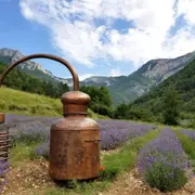 Atelier distillation de lavande à Chamaloc (26)