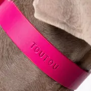 Atelier duo d'accessoires en cuir pour votre chien à Paris 2ème