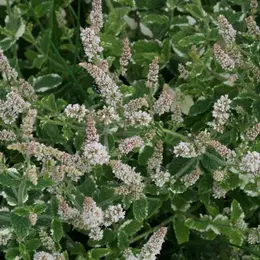 Atelier enfant 3-6 ans : Alchimie de la menthe