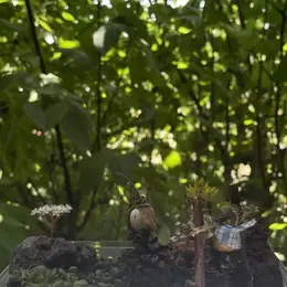 Atelier enfant 3-6 ans : Mini-jardin