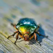 Atelier enfant : incroyables insectes
