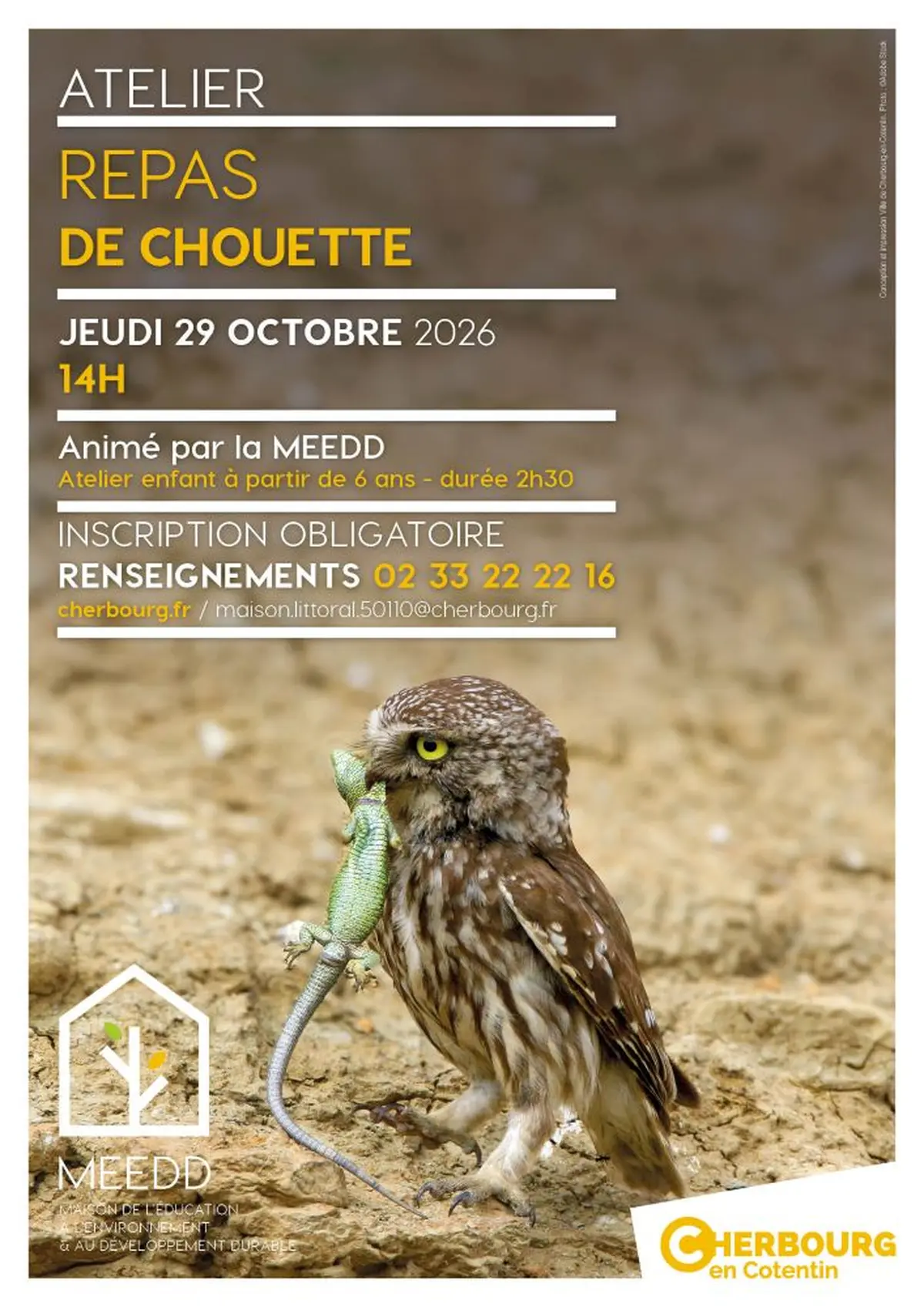 Atelier enfant : repas de chouette