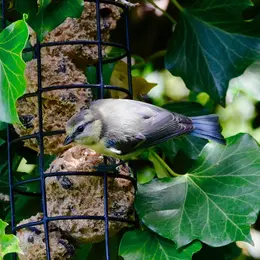 Atelier : Fabrication de boules de graisse pour les oiseaux