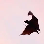 Atelier Fabrique ta chauve-souris aux Tours de Merle