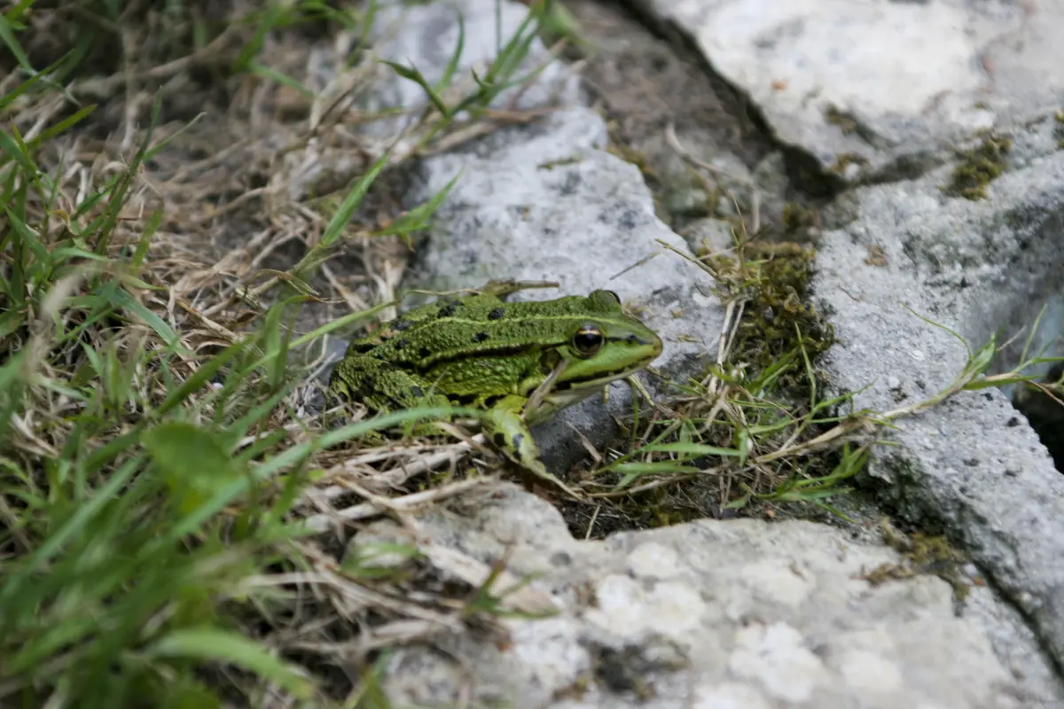 Atelier famille “À vos épuisettes ! découverte des petites bêtes de la mare ”