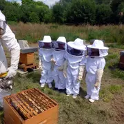 Atelier famille Apiculture
