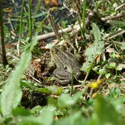 Atelier familles « Les rois du camouflage »