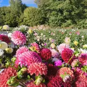 Atelier floral à la ferme à La Ségalassière (15)