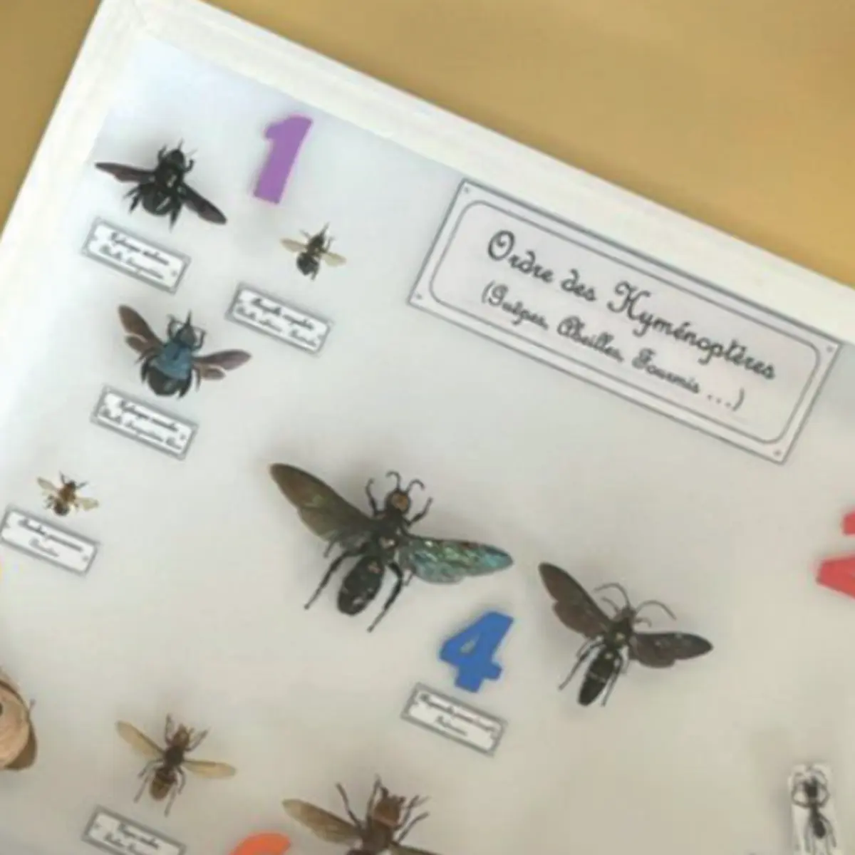 Atelier Fourmidable : les petites bêtes et leurs refuges