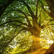 Atelier “Fresque de la biodiversité ”