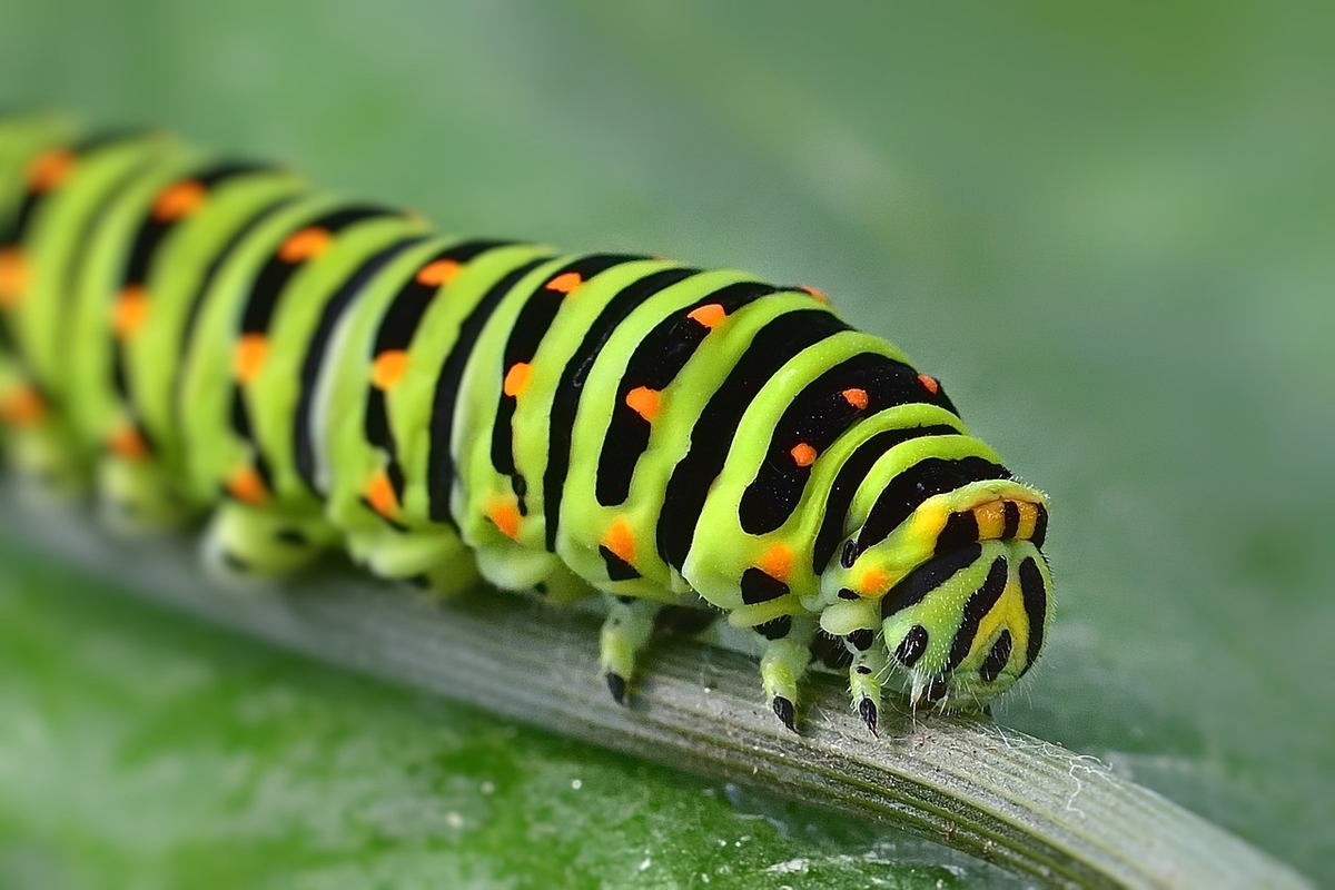 Atelier-goûter Découverte des chenilles et papillons au Jardin Bourian