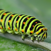 Atelier-goûter Découverte des chenilles et papillons au Jardin Bourian
