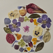 Atelier herbier encadré avec Graines de botaniste