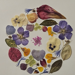 Atelier herbier encadré avec Graines de botaniste