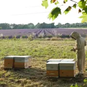 Atelier initiation à l'apiculture à Aix-en-Provence
