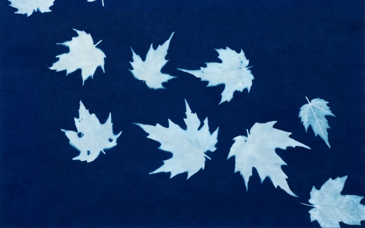 Atelier : initiation au cyanotype