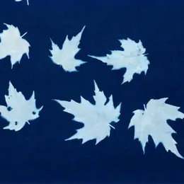 Atelier : initiation au cyanotype
