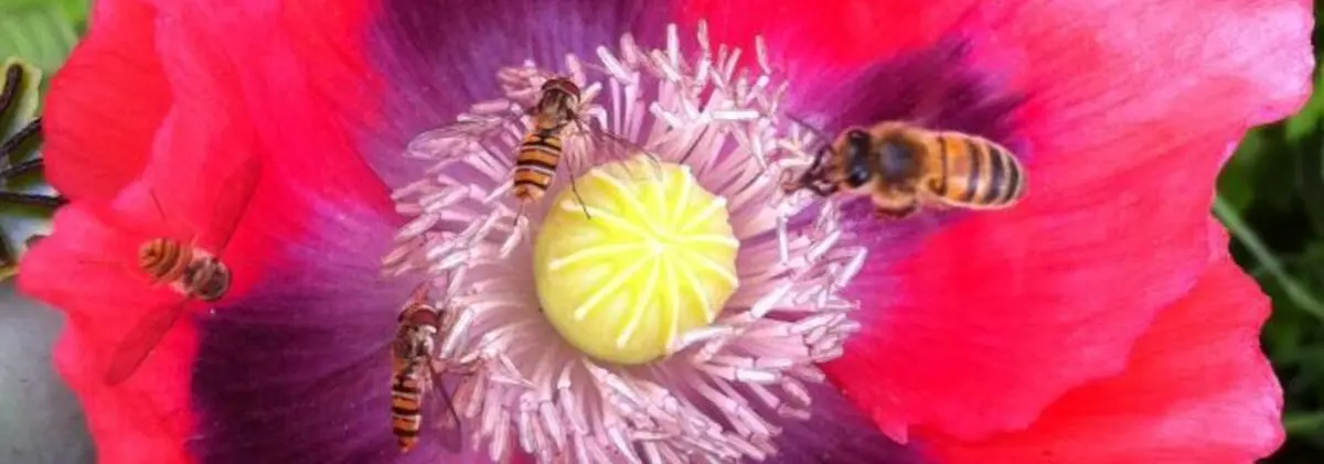 Atelier insectes qui piquent