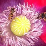 Atelier insectes qui piquent