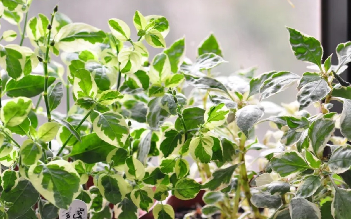 Atelier jardinage à Buffon