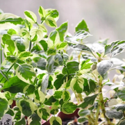 Atelier jardinage à Buffon