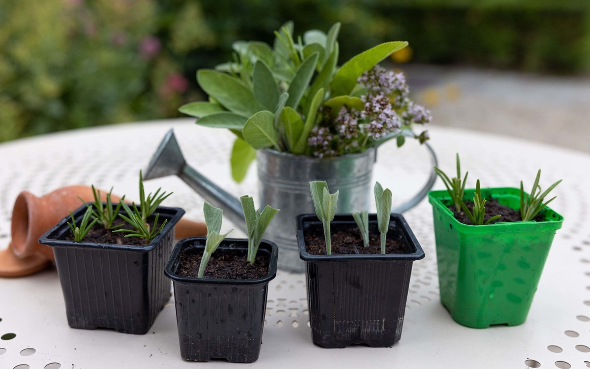 Atelier jardinage « Boutures d'Aromatiques »