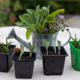 Atelier jardinage « Boutures d'Aromatiques »