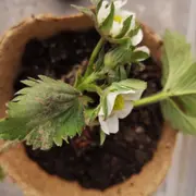 Atelier Jardinage & Visite de la Ferme Ouverte de Saint-Denis