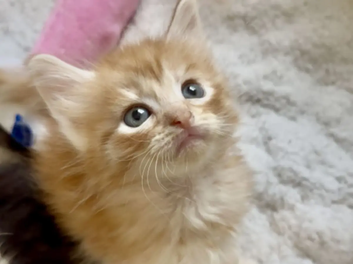 Atelier jeux et câlins avec les chatons à Lagny-sur-Marne (77)