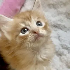 Atelier jeux et câlins avec les chatons à Lagny-sur-Marne (77)